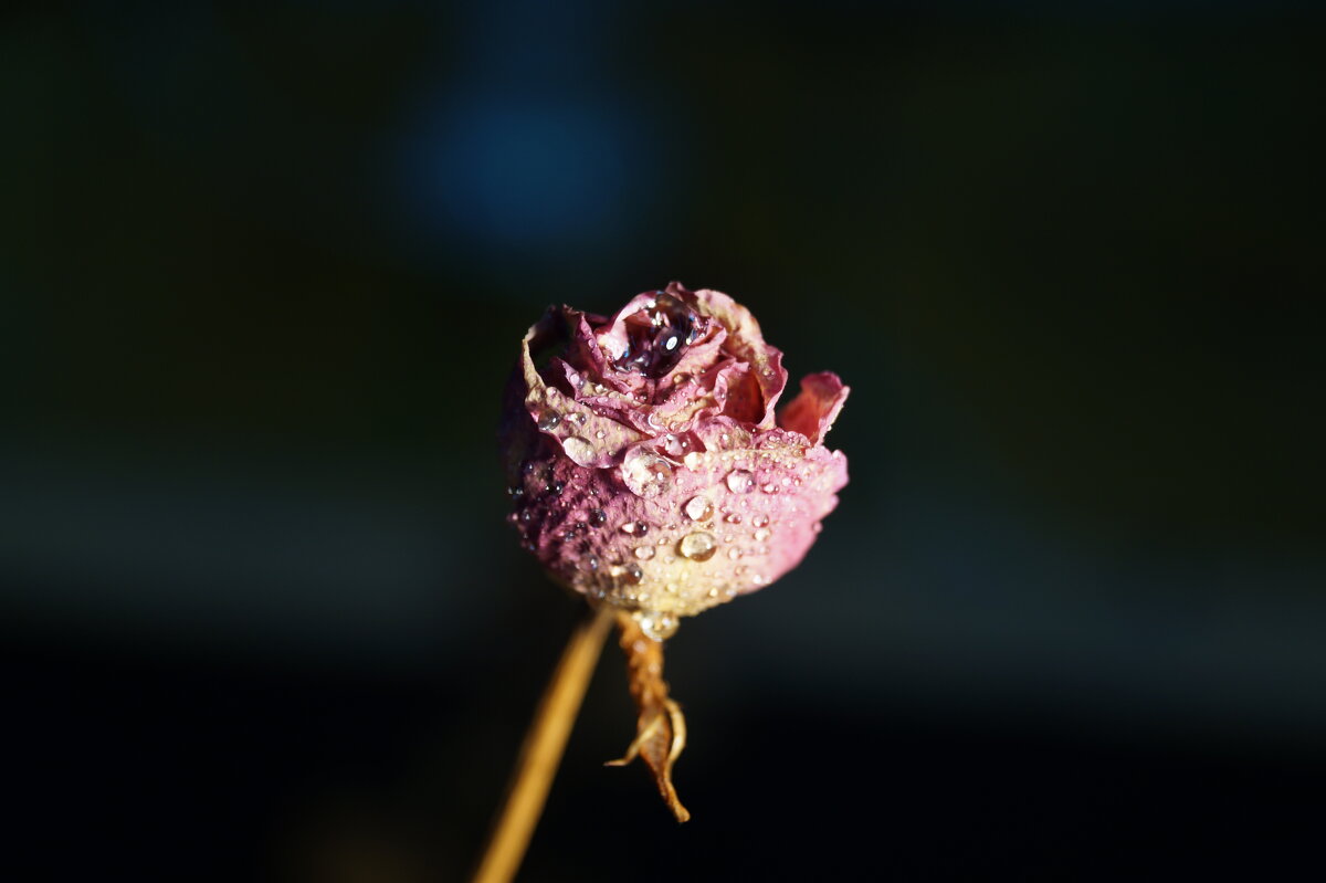 Dry Rose... - Елизавета Мамзелева