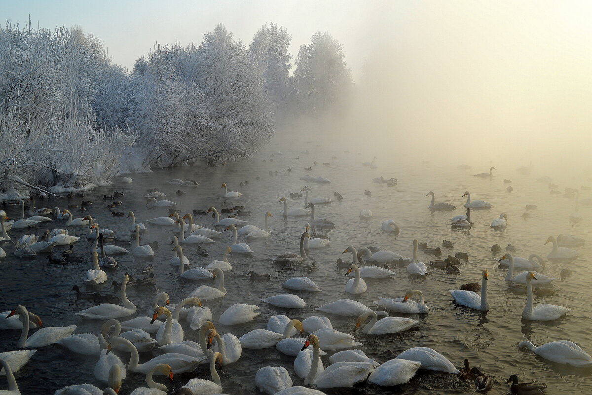 И снова о птицах зимой - Татьяна Лютаева