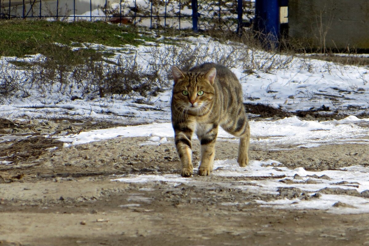 Ростовскую облась снежный циклон обошёл стороной, совсем немного задев... - Татьяна Смоляниченко