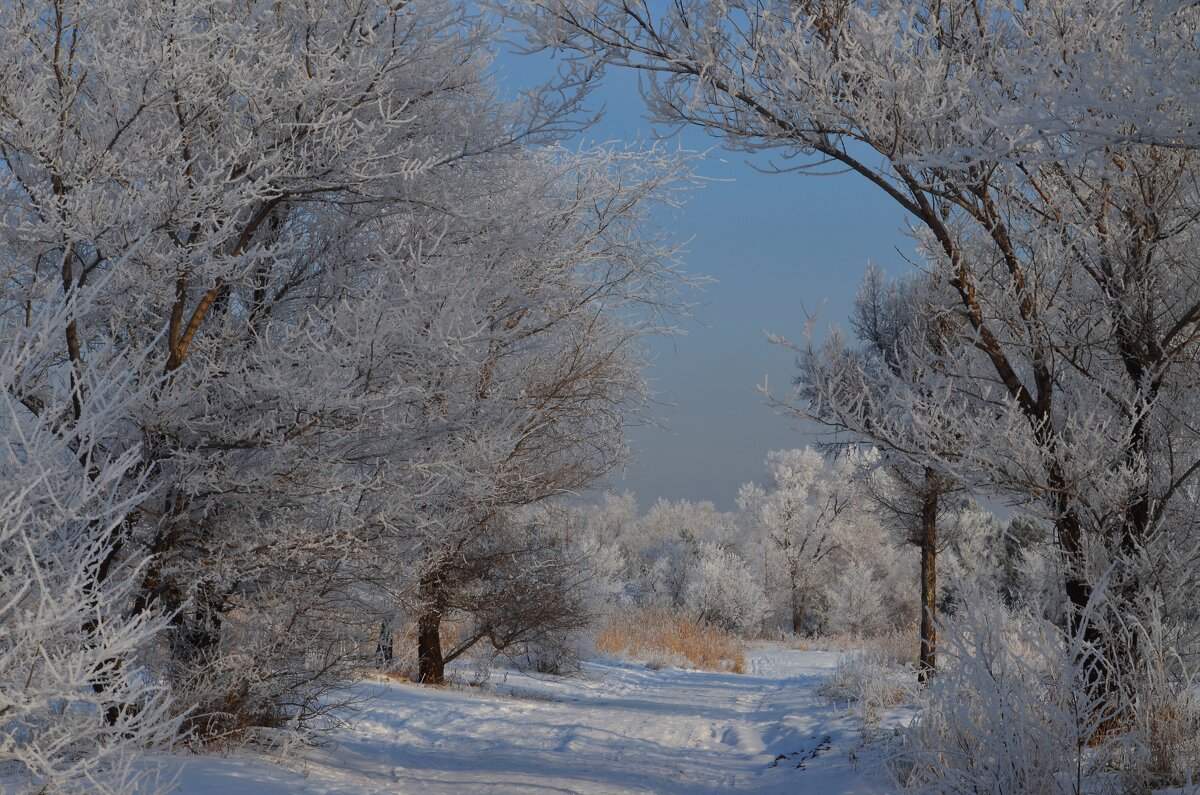 Омск - Savayr 