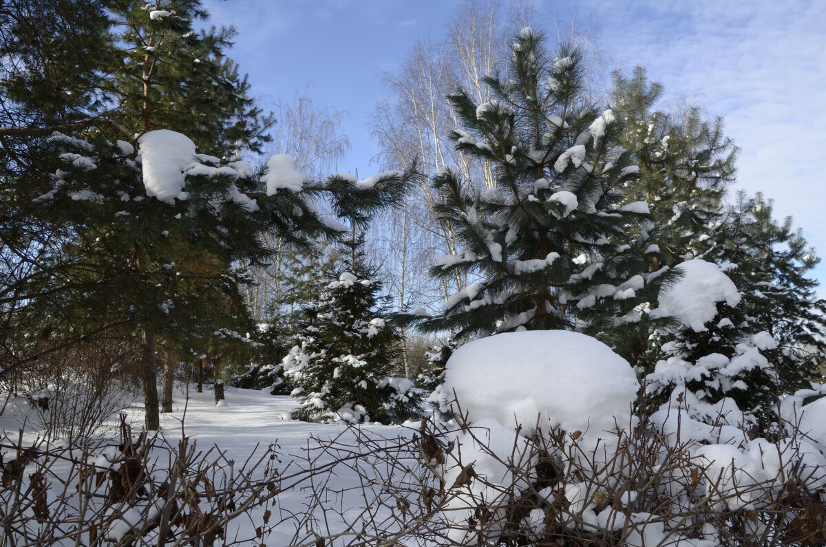 Зима заснежила деревья - Oleg4618 Шутченко