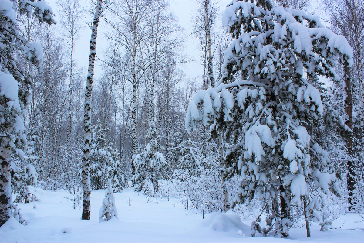 Тих и необычен лес в своем торжественном снежном облачении - Григорий охотник