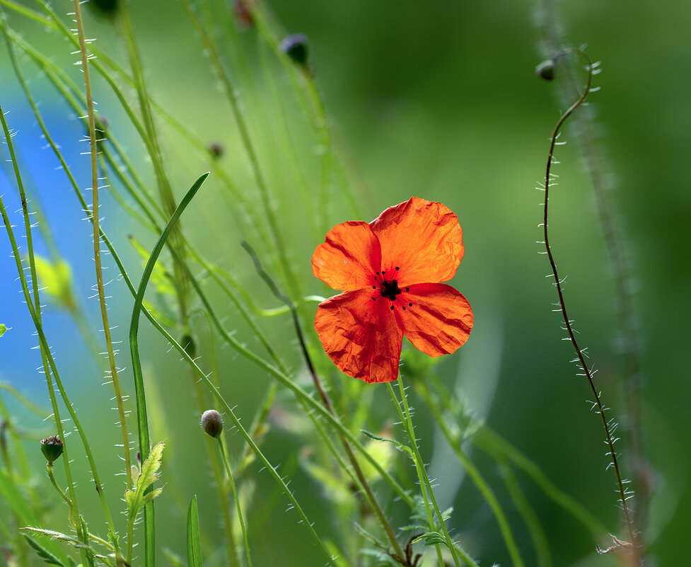 poppy - Zinovi Seniak