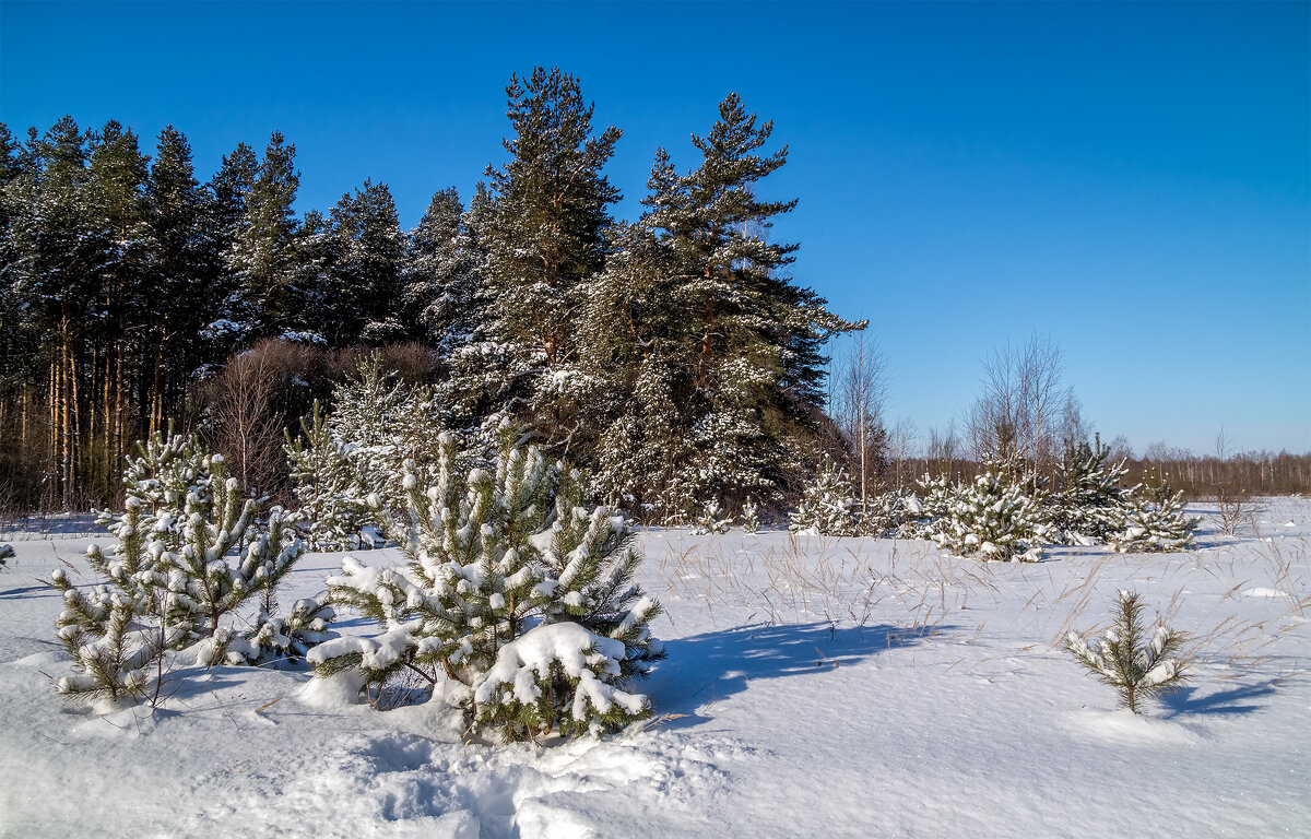 Снежный и морозный февраль # 3 - Андрей Дворников