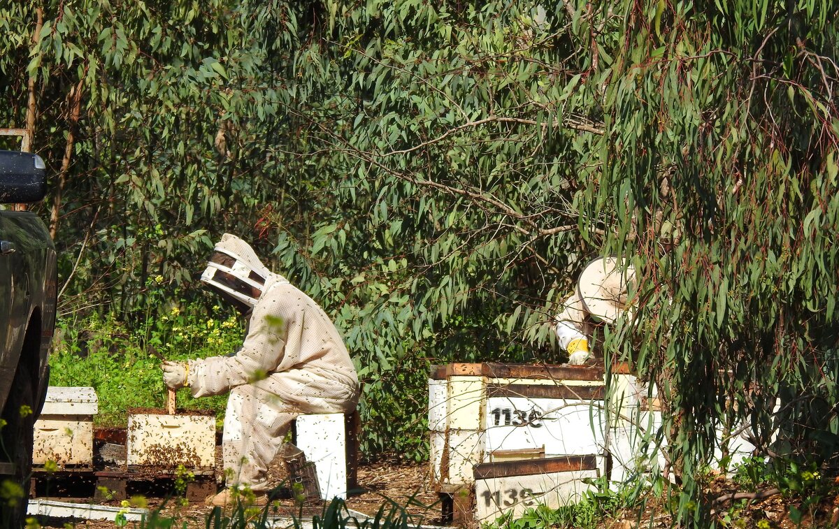 Про пчеловодов - Гала 