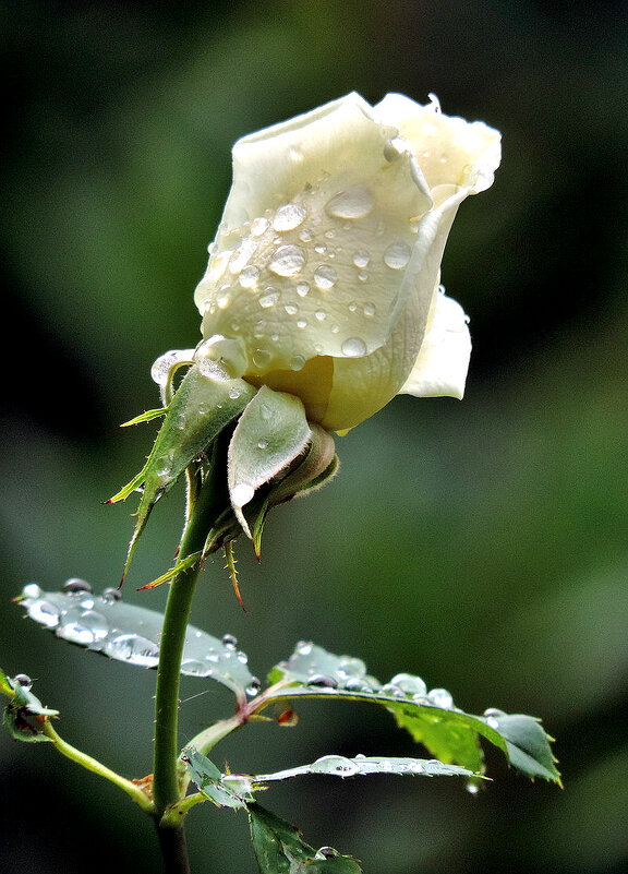 Цветы после дождя. Белая роза - Валерий Нестеров