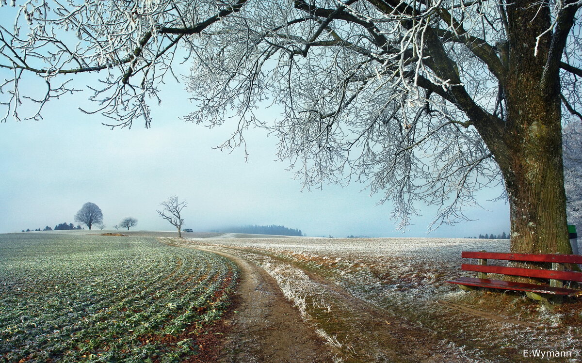 frost - Elena Wymann
