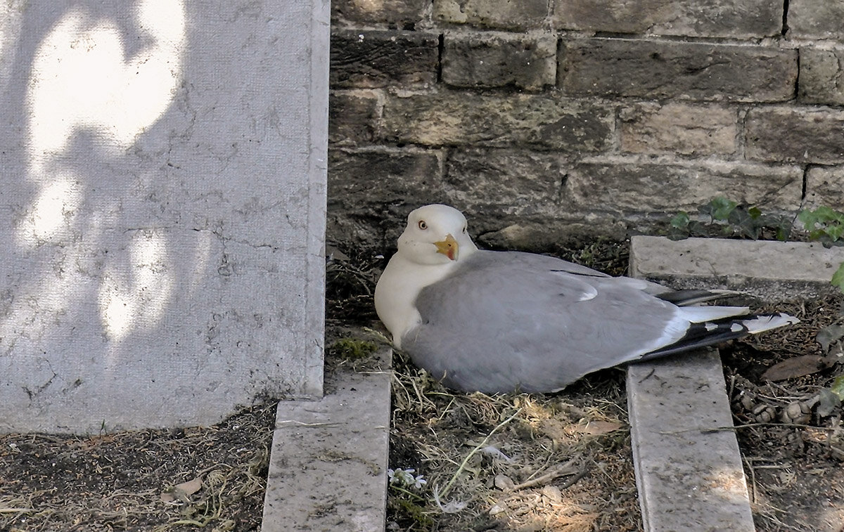 Venezia. Gabbiano sul nido. Cimitero dell Isola di San Michele. - Игорь Олегович Кравченко