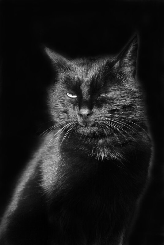 Кошка-ночь - Влад Платов