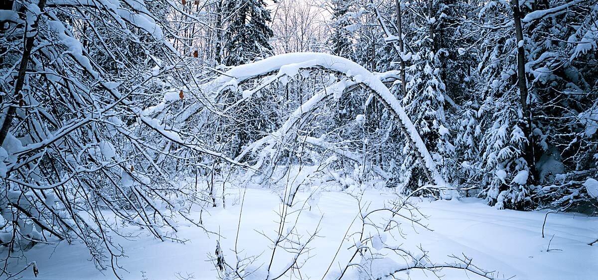 В зимнем лесу - Сергей Курников