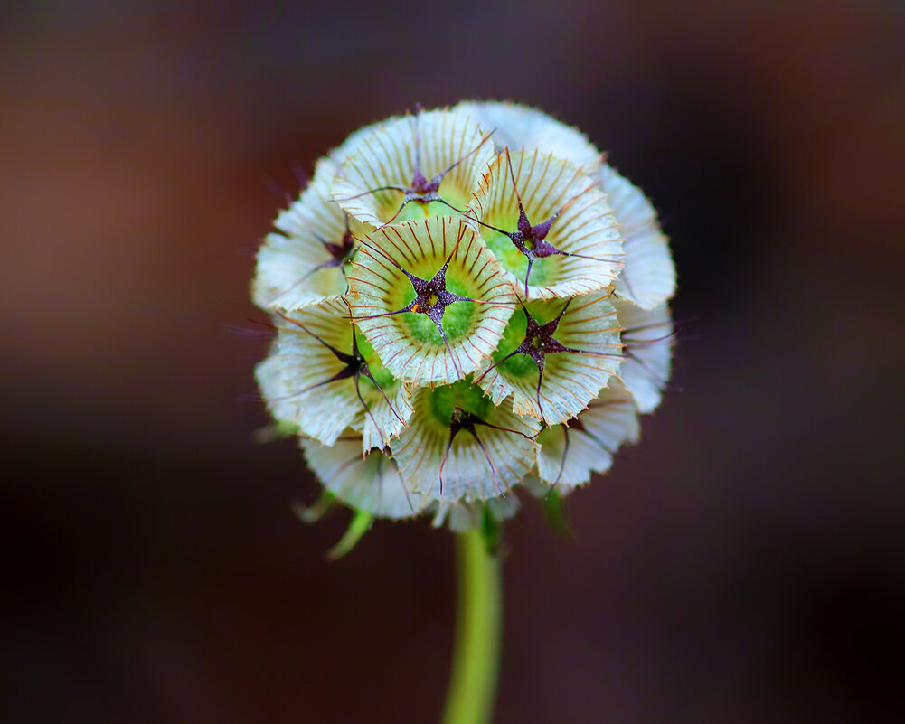 scabiosa - Zinovi Seniak