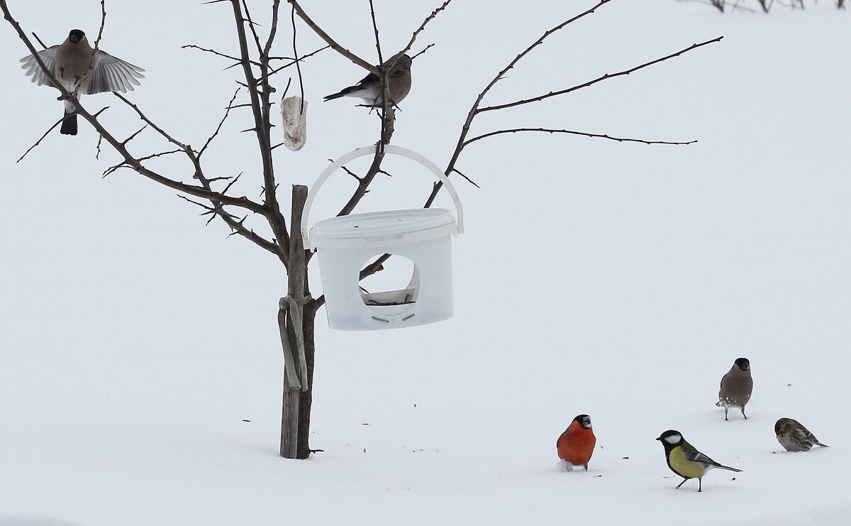 Разнообразие птиц - Сергей Рыжков