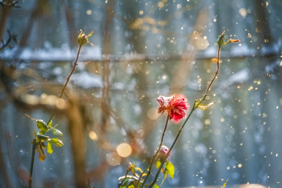 Розы зимой. - Сергей Орлов