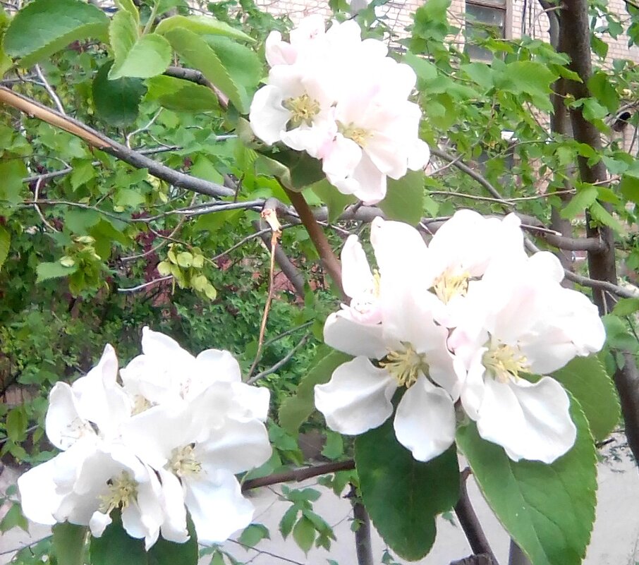 Яблоня в цвету - Марта Васильева 
