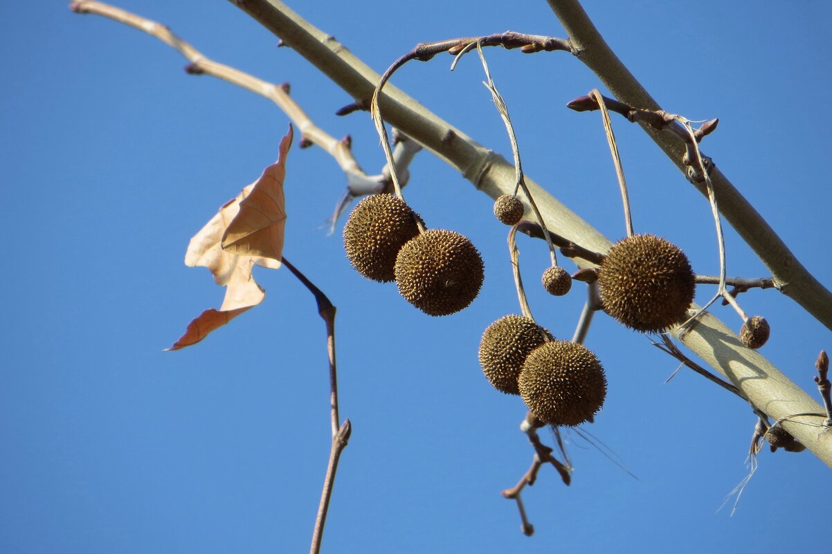Долгоиграющие плоды-шарики платана, которые созревают в октябре, висят на дереве до весны - Татьяна Смоляниченко