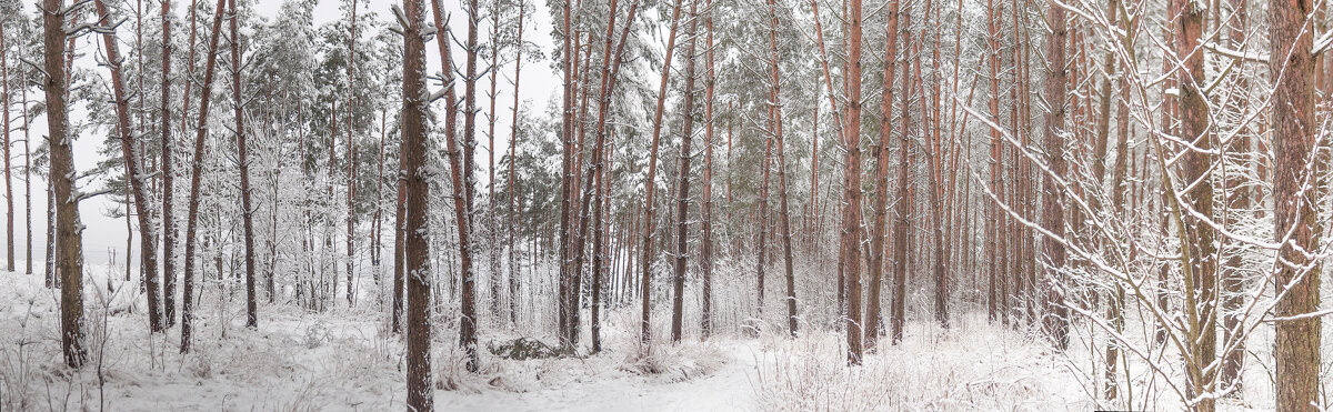 По этой зимней лесной тропинке очень часто люблю прогуливаться - Анатолий Клепешнёв