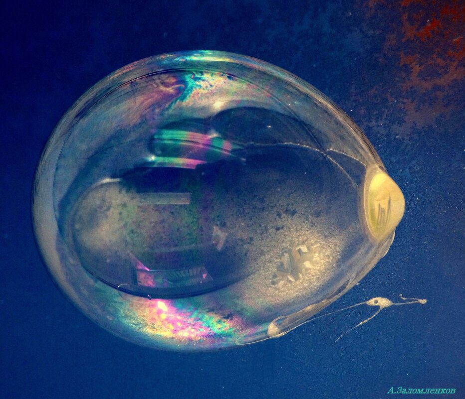 Ещё про пузырно-космические фантазии морозные..:-) - Андрей Заломленков