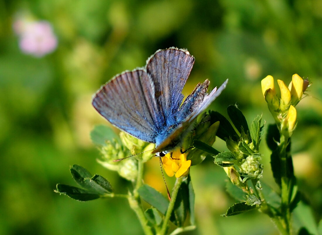 cкоро лето, бабочки...37 - Александр Прокудин
