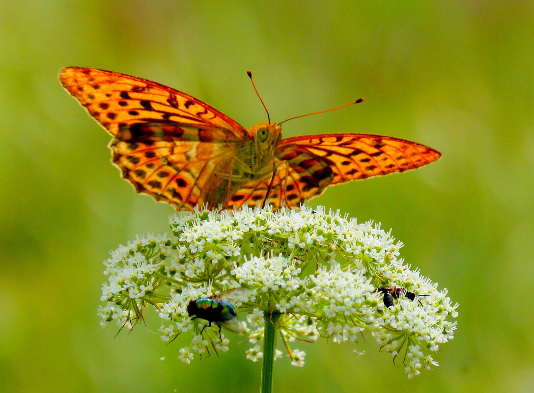 cкоро лето, бабочки...40 - Александр Прокудин