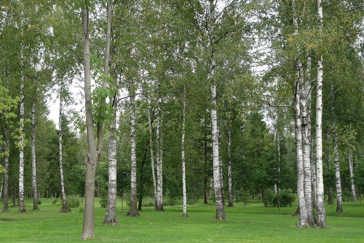 Гатчинский парк - Маргарита Батырева