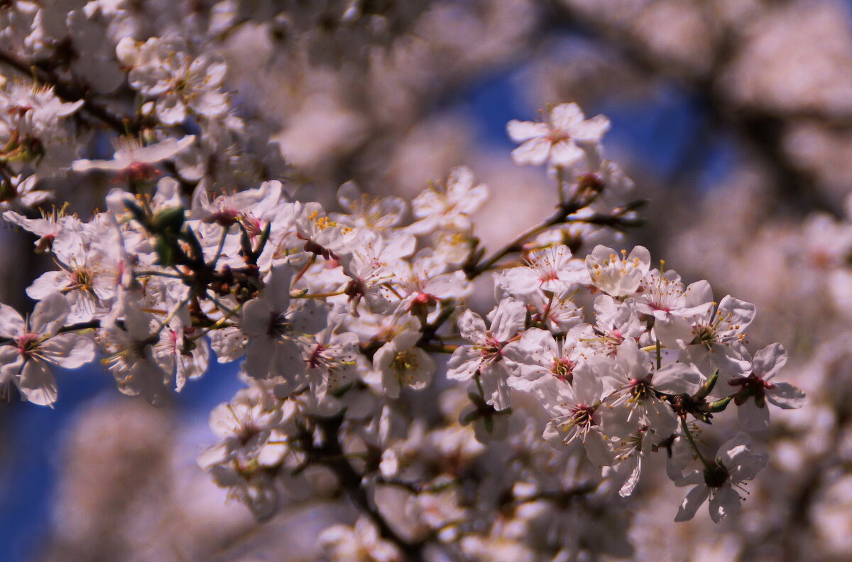 Венец весны – цветущий май... - Татьян@ Ивановна