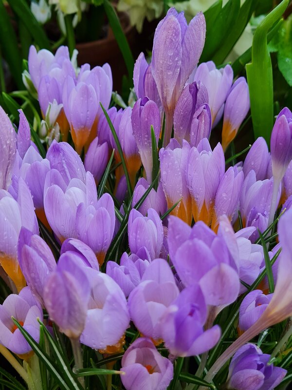 Весенние цветы 8 марта - Надежда Лаптева