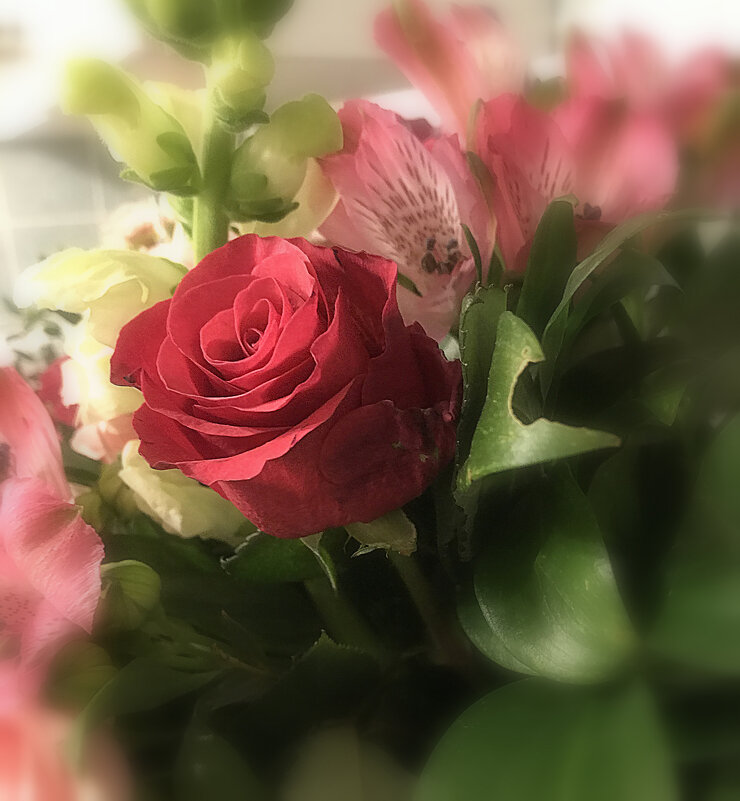 Розы - лучшие цветы, всех похвал достойны вы. - Валентина Жукова