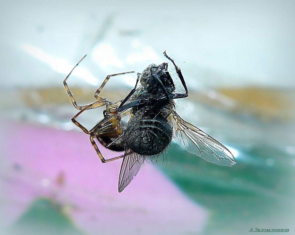 Международный день домашних насекомых! :-) - Андрей Заломленков