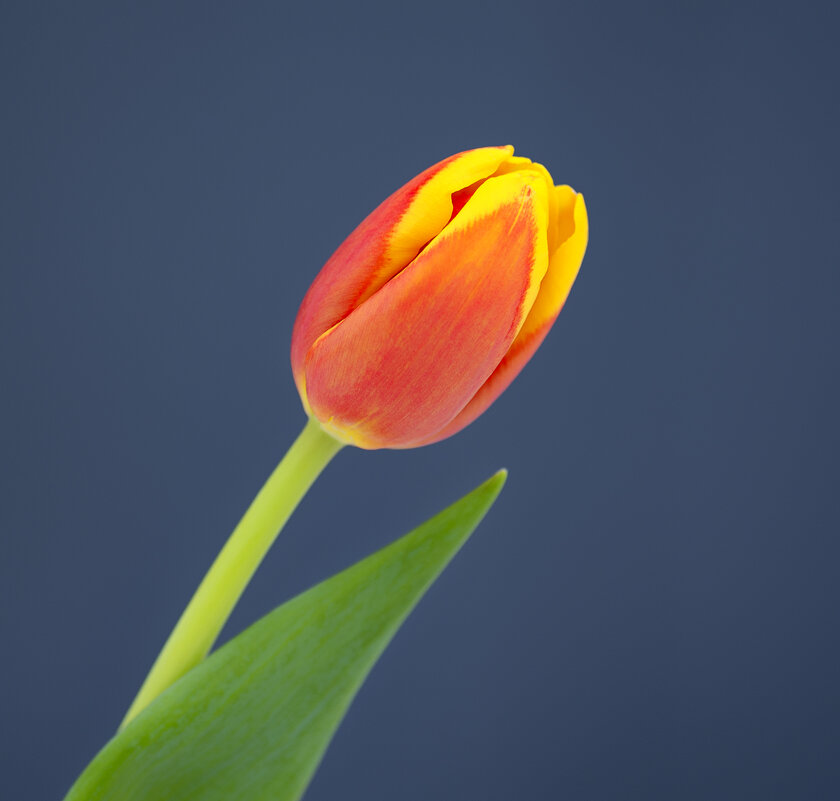tulip - Zinovi Seniak