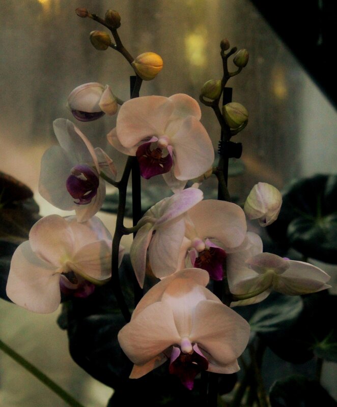 орхидеи - ольга хакимова