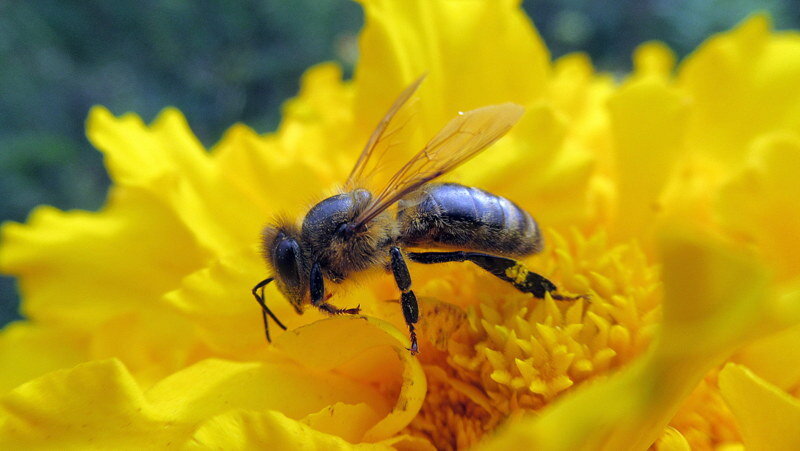 Пчёлка на цветке. - оля san-alondra