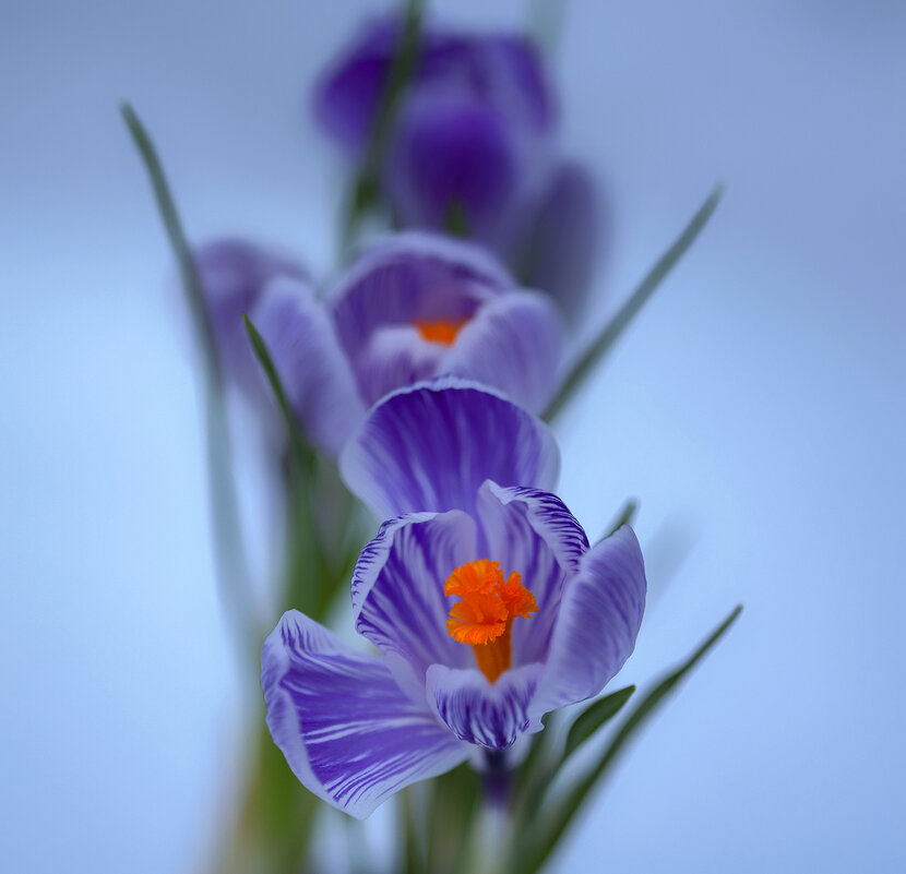 crocus - Zinovi Seniak