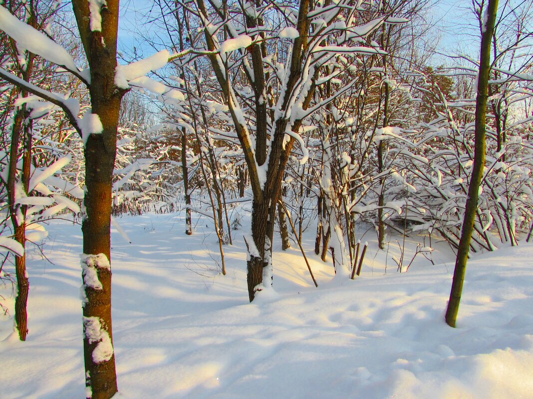 Зимой в лесу - Валюша Черкасова