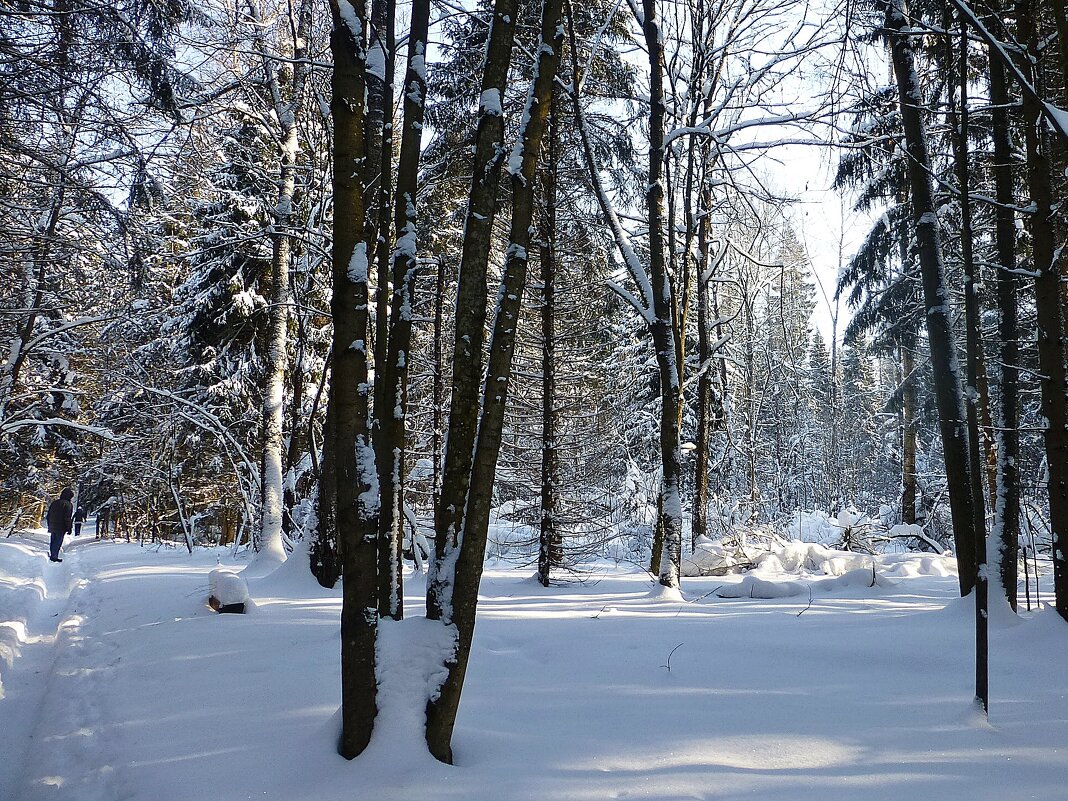 Лес в феврале - Лидия Бусурина