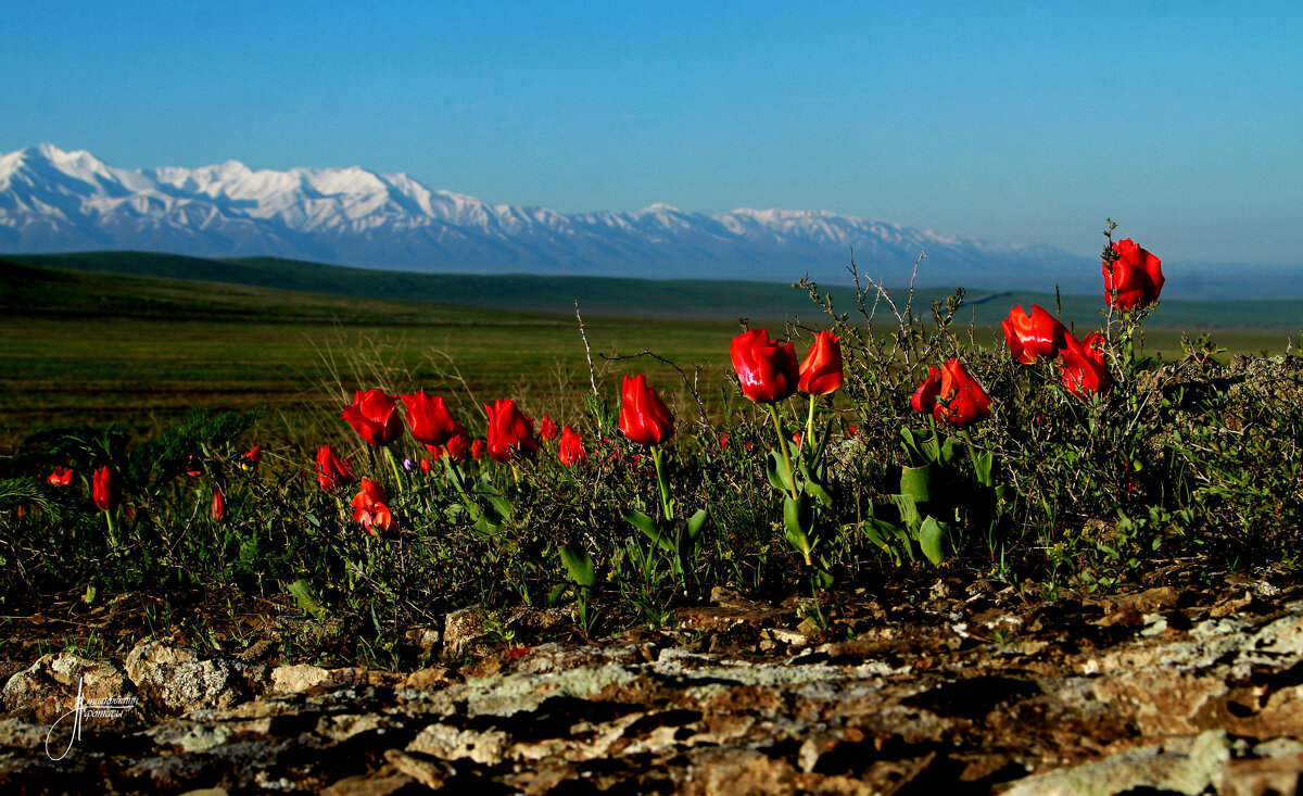 Тюльпаны Казахстана - Алтынбек Картабай