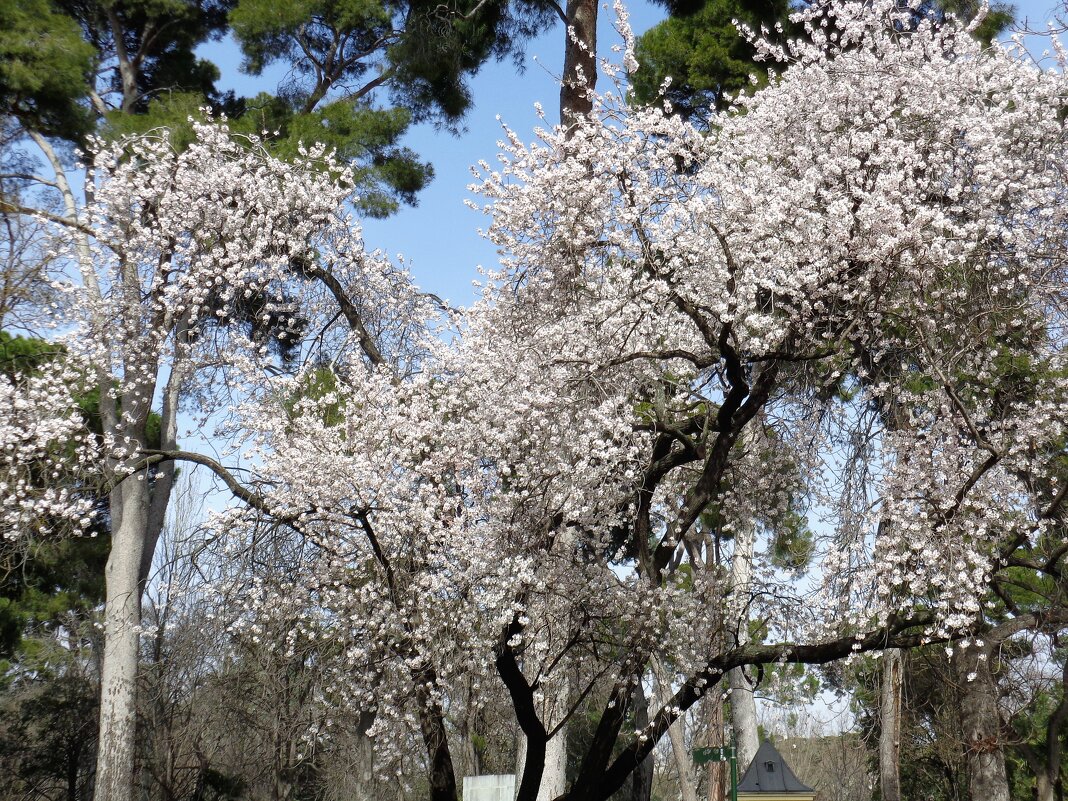 Февральское цветение. Парк Ретиро в Мадриде - Elena 