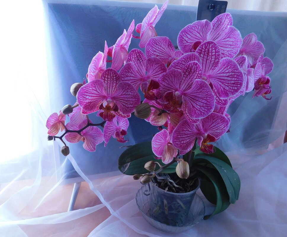 Мои орхидеи. Розовая - полное цветение. - Ольга 