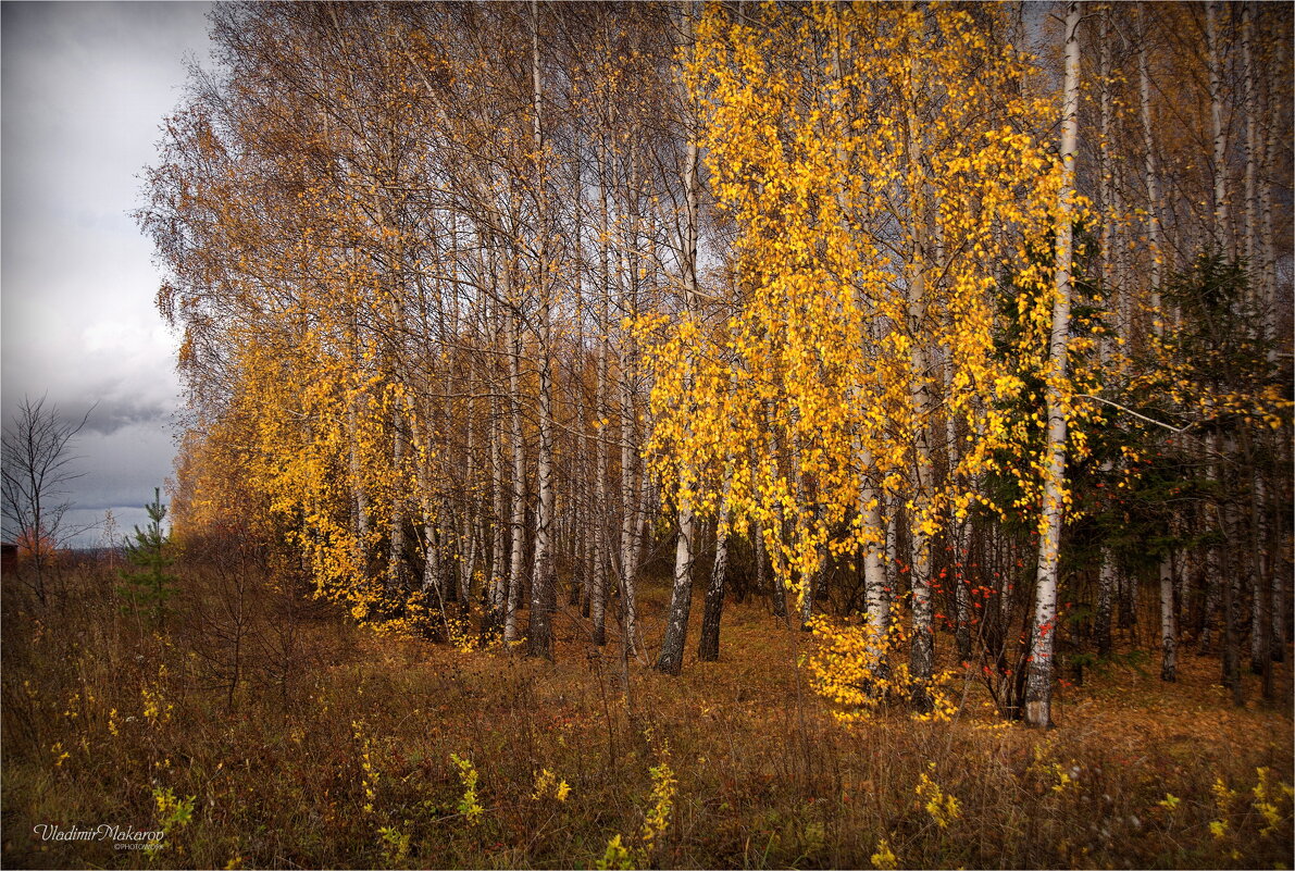 Нарядная осень© - Владимир Макаров