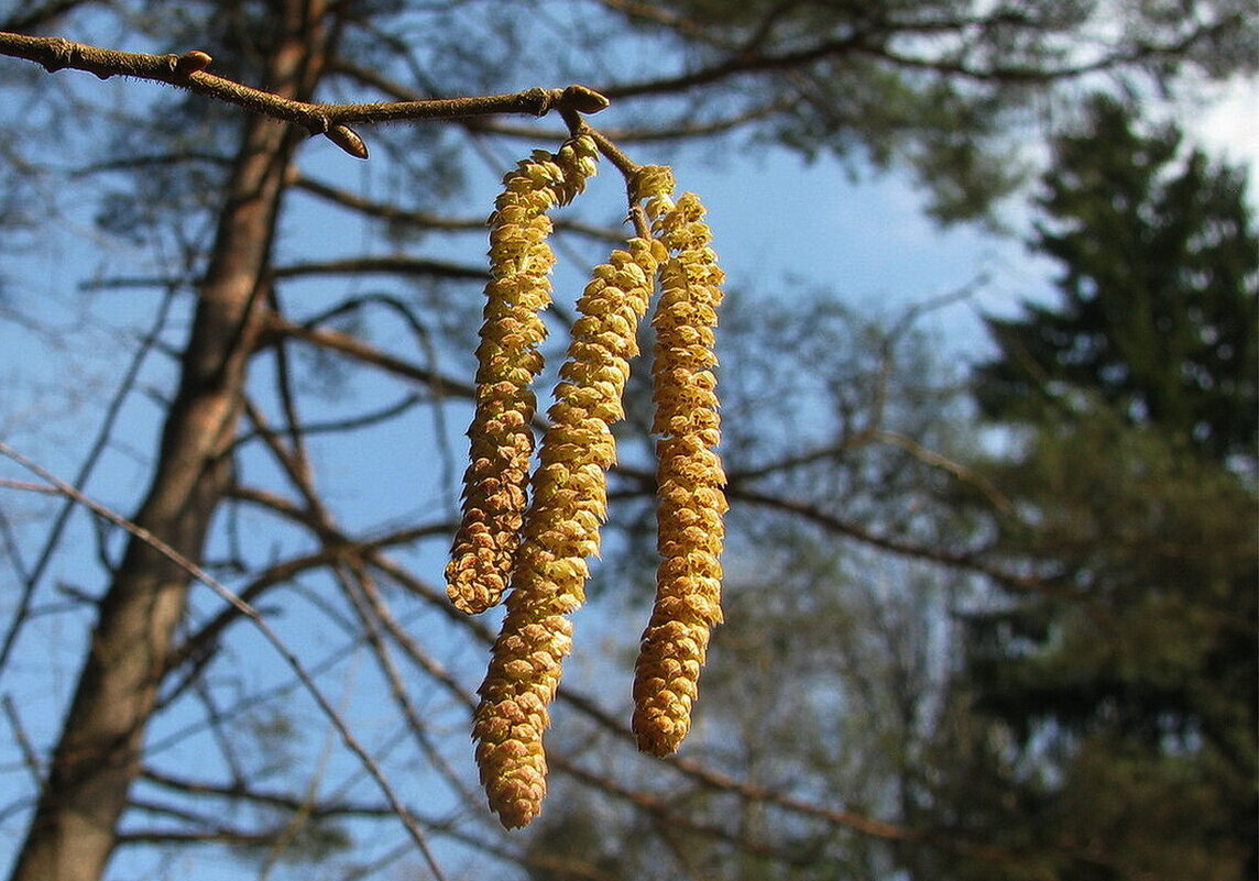 Весенние серёжки - Людмила Смородинская