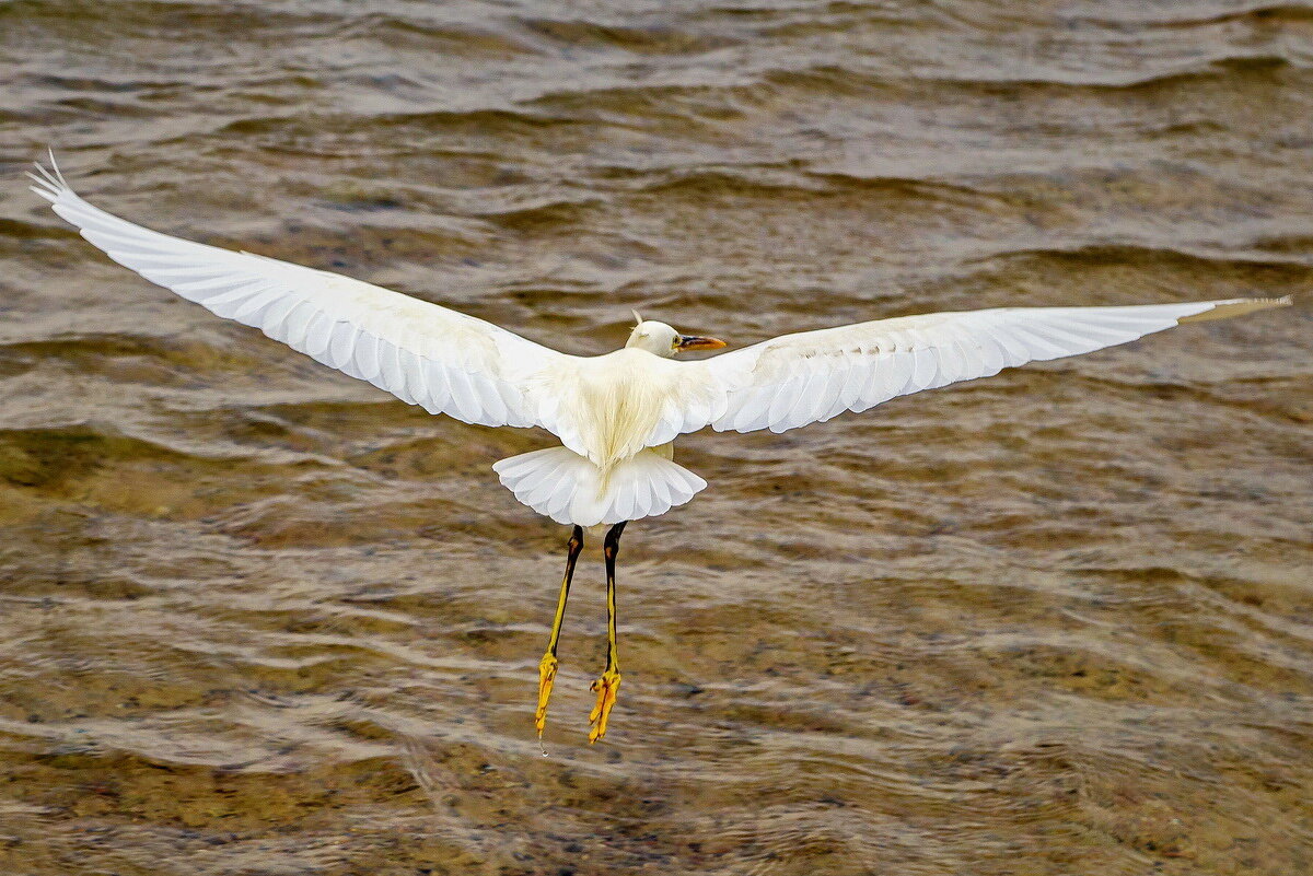 Bubulcus ibis - Виктор Pp-off