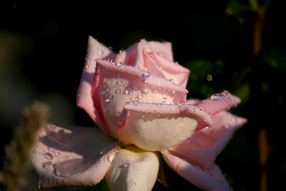 Розовая - tamara kremleva