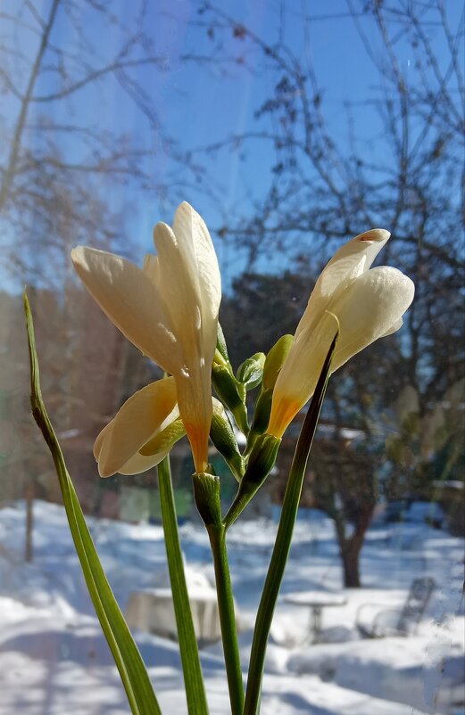 Весна с зимой прощается... - veilins veilins