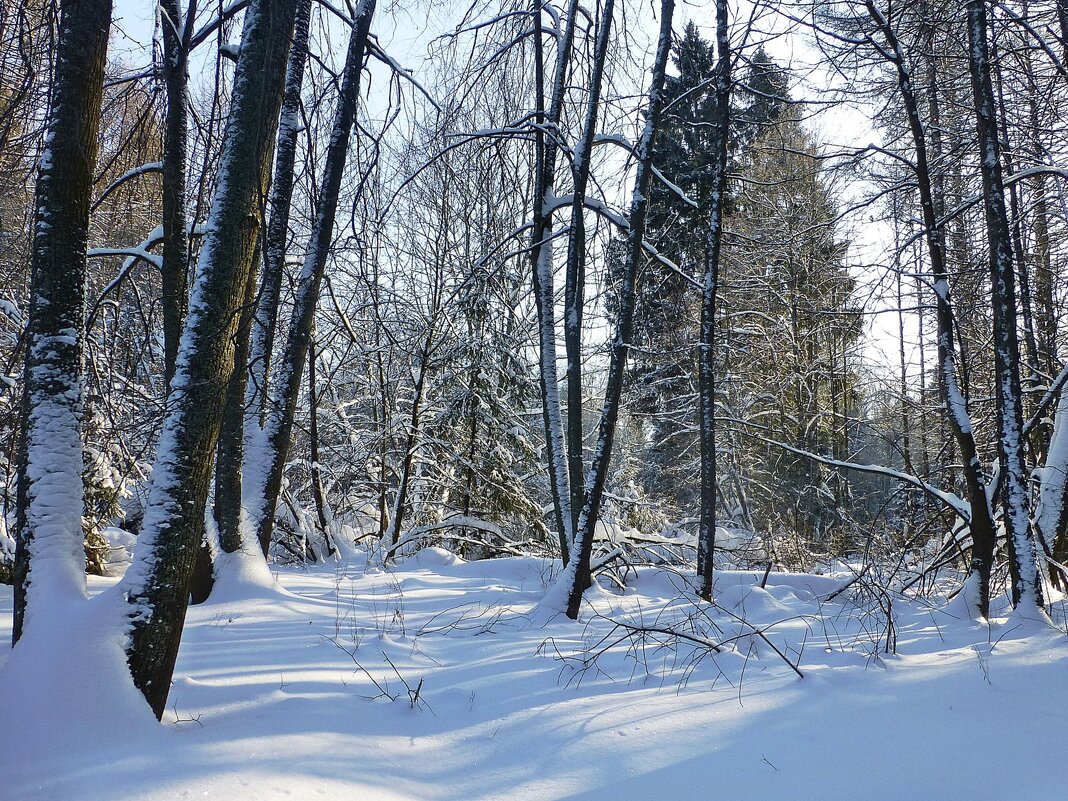 Заснеженный лес - Лидия Бусурина