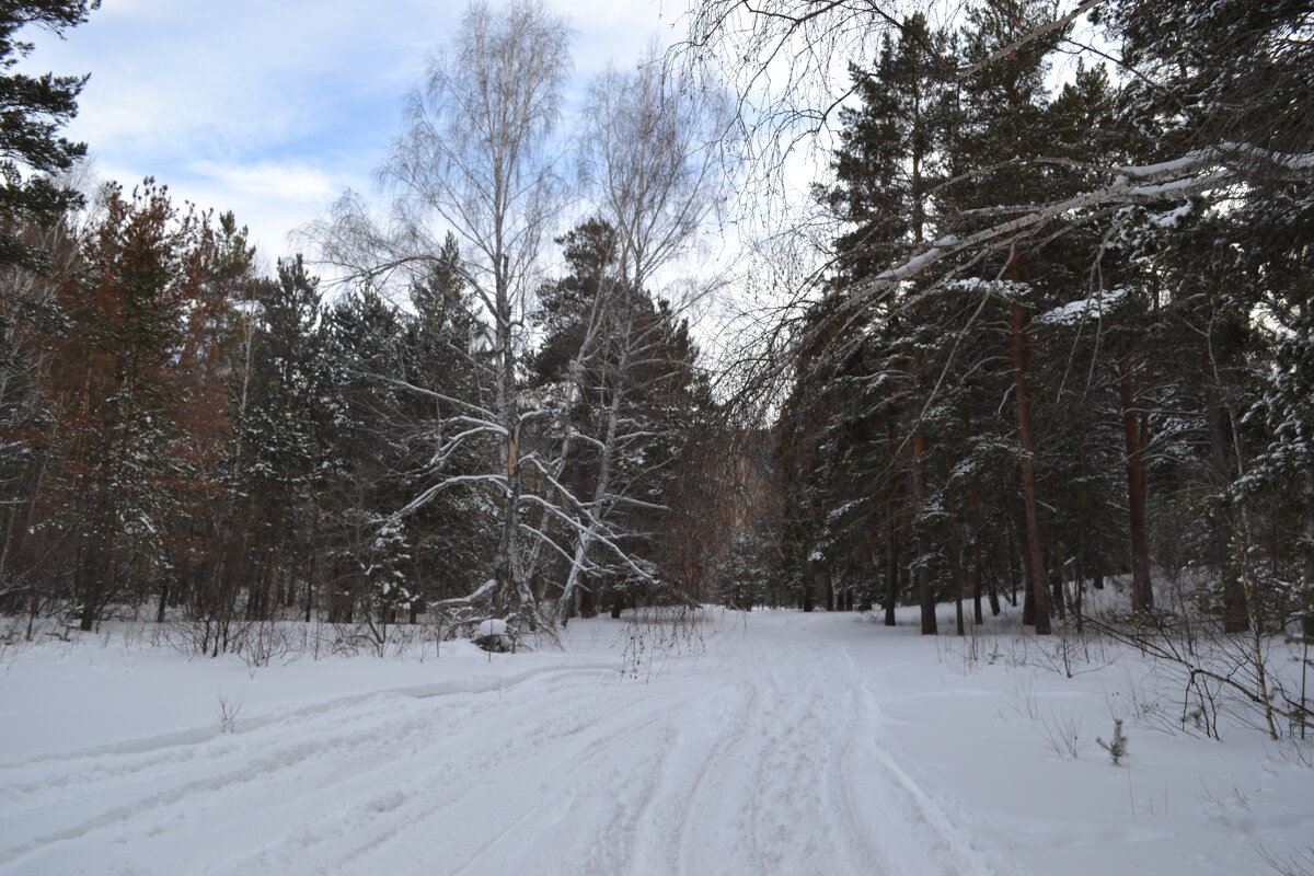 Зимний путь,через сказочный лес... - Андрей Хлопонин
