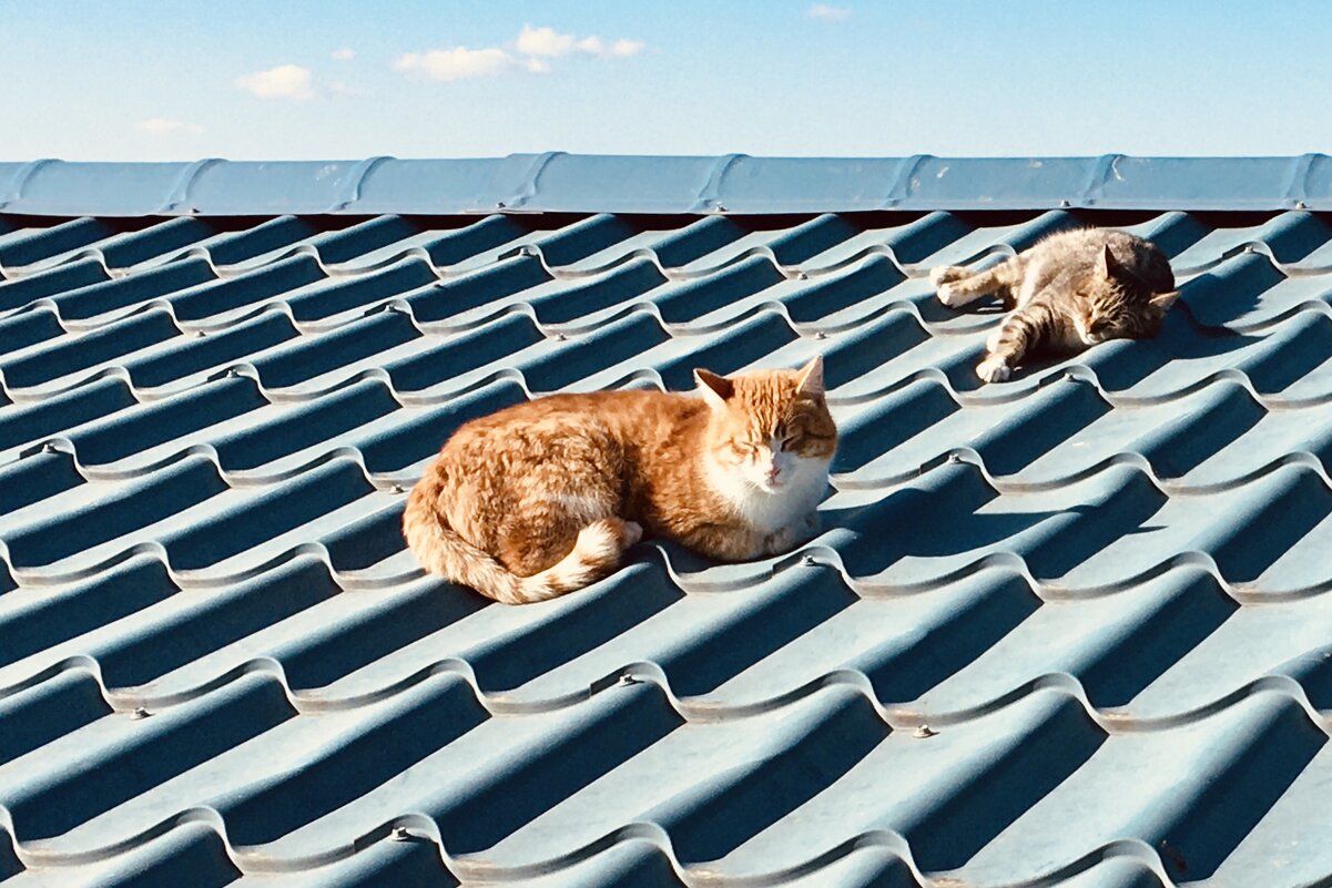 Кошки на крыше - ИРЭН@ .