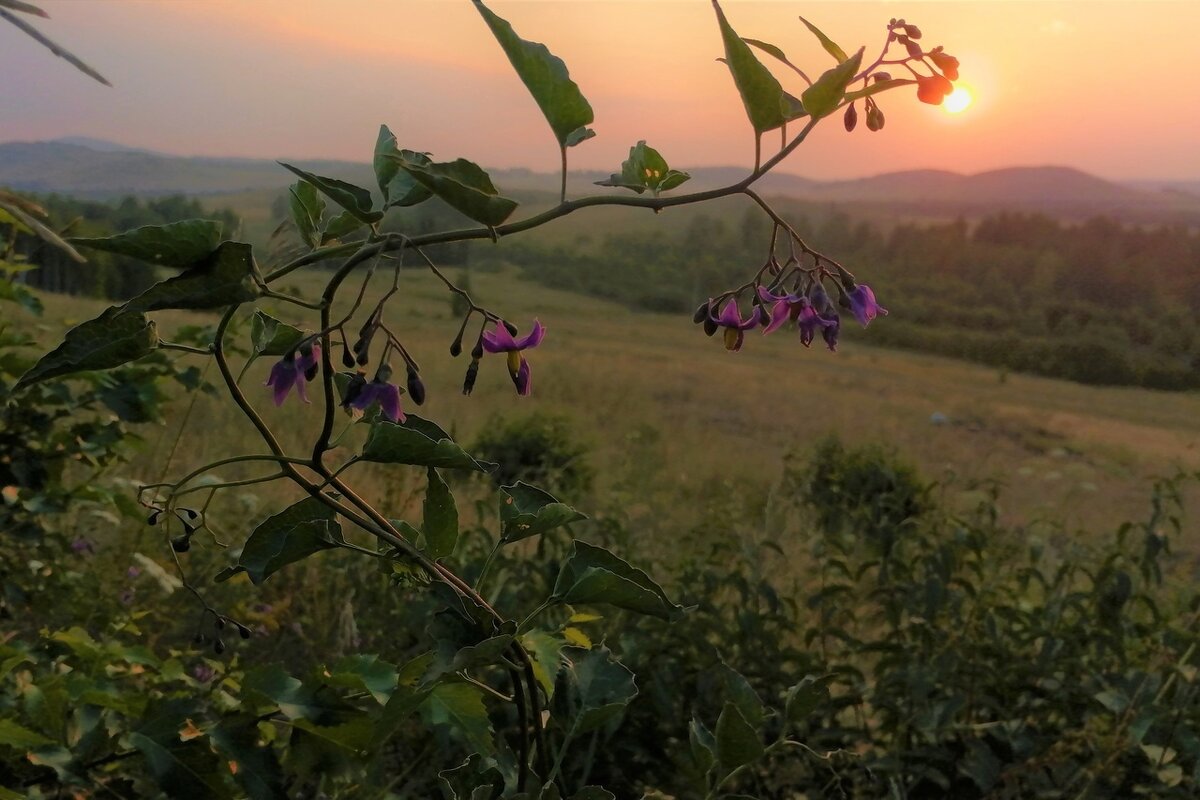 Восход солнца - Лариса Корсакова