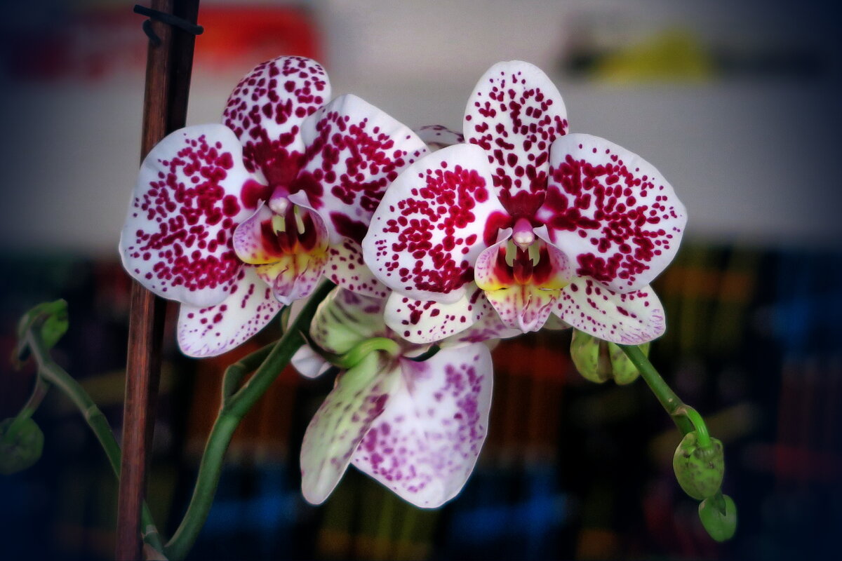 Моя орхидея цветет… - Ирина Беркут