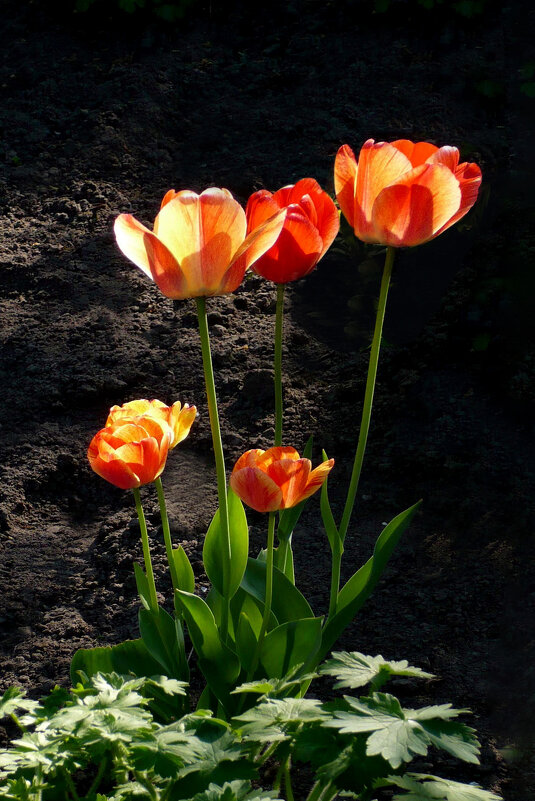 Тюльпаны - Евгений 