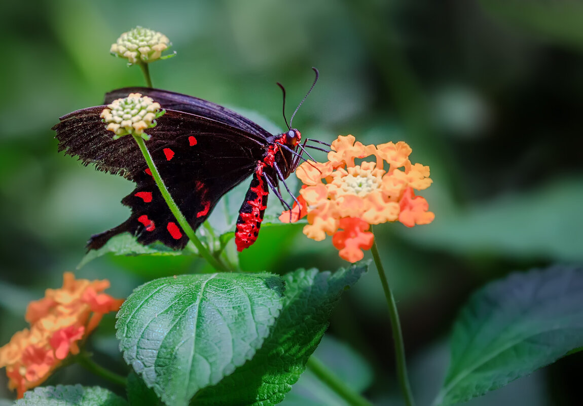 Парк бабочек в Бенальмадене (Коста-дель-Соль, Испания)... - Александр Вивчарик