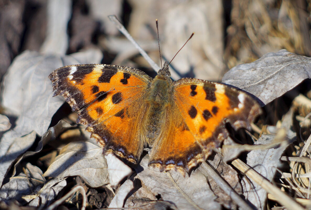 весенние бабочки 4 - Александр Прокудин